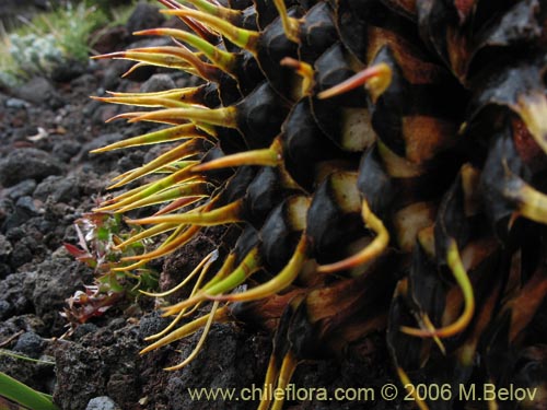 Фотография Araucaria araucana (Araucaria / Pehuén / Piñonero). Щелкните, чтобы увеличить вырез.