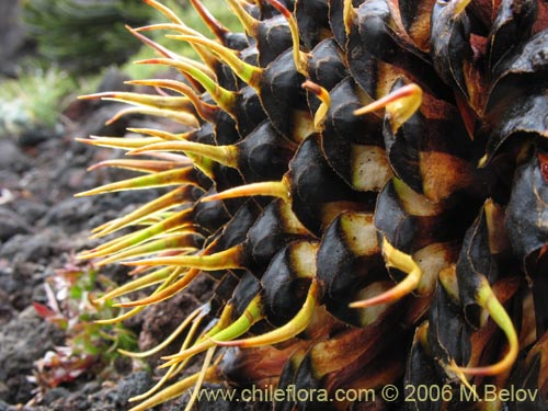 Фотография Araucaria araucana (Araucaria / Pehuén / Piñonero). Щелкните, чтобы увеличить вырез.