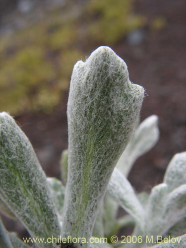 Bild von Senecio sp. #1564 (). Klicken Sie, um den Ausschnitt zu vergrössern.