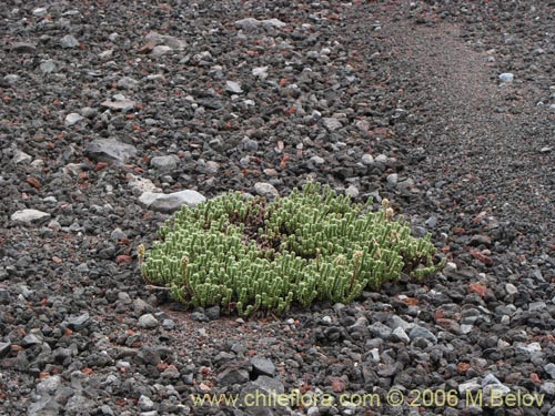 Image of Nassauvia argentea (Nassauvia). Click to enlarge parts of image.