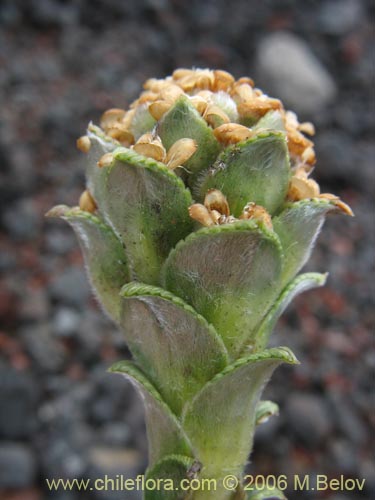 Image of Nassauvia argentea (Nassauvia). Click to enlarge parts of image.
