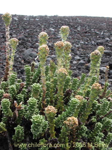 Image of Nassauvia argentea (Nassauvia). Click to enlarge parts of image.