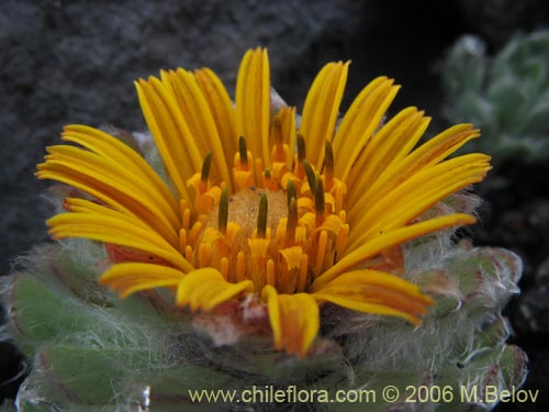 Imágen de Chaetanthera villosa (Chinita). Haga un clic para aumentar parte de imágen.