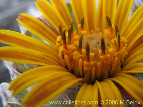 Imágen de Chaetanthera villosa (Chinita). Haga un clic para aumentar parte de imágen.