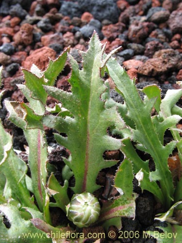 Asteraceae sp. #1848的照片