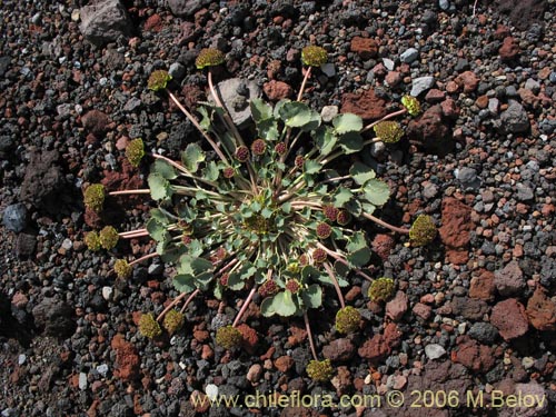 Image of Pozoa volcanica (Anislao volcanica). Click to enlarge parts of image.