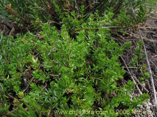 Imágen de Galium sp. #2363 (). Haga un clic para aumentar parte de imágen.