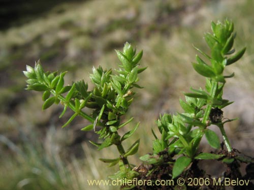 Image of Galium sp. #2363 (). Click to enlarge parts of image.