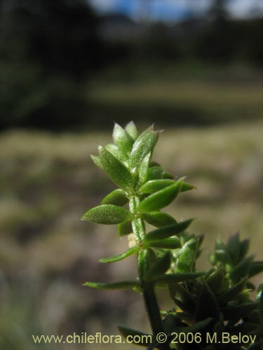 Image of Galium sp. #2363 (). Click to enlarge parts of image.