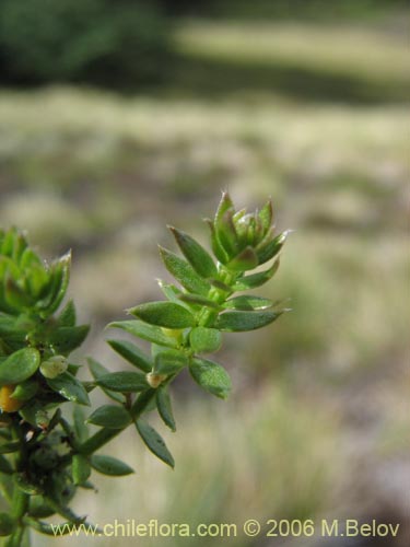 Bild von Galium sp. #2363 (). Klicken Sie, um den Ausschnitt zu vergrössern.