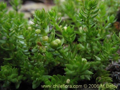 Image of Galium sp. #2363 (). Click to enlarge parts of image.