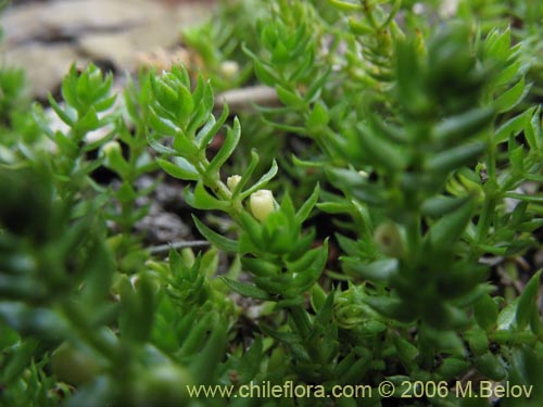 Image of Galium sp. #2363 (). Click to enlarge parts of image.