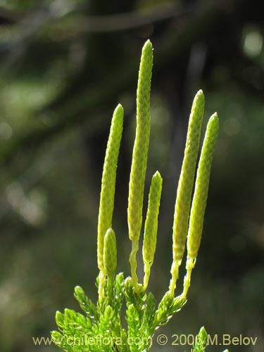 Imágen de Lycopodium magellanicum (Pimpinela / Licopodio / Palmita / Lllanka-lawen). Haga un clic para aumentar parte de imágen.