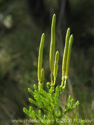 Imágen de Lycopodium magellanicum (Pimpinela / Licopodio / Palmita / Lllanka-lawen). Haga un clic para aumentar parte de imágen.