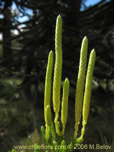 Image of Lycopodium magellanicum (Pimpinela / Licopodio / Palmita / Lllanka-lawen). Click to enlarge parts of image.