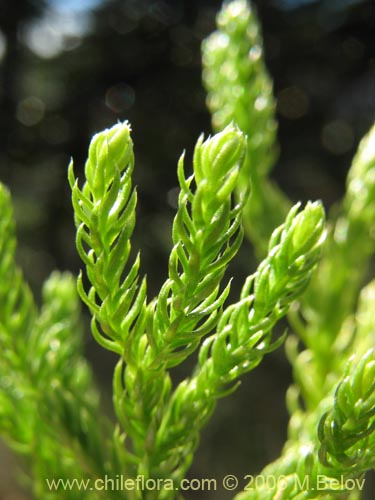 Imágen de Lycopodium magellanicum (Pimpinela / Licopodio / Palmita / Lllanka-lawen). Haga un clic para aumentar parte de imágen.