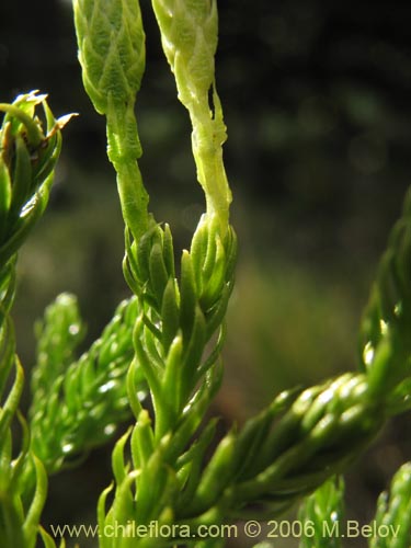 Image of Lycopodium magellanicum (Pimpinela / Licopodio / Palmita / Lllanka-lawen). Click to enlarge parts of image.