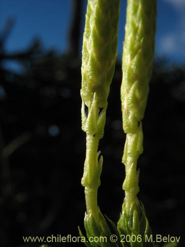 Imágen de Lycopodium magellanicum (Pimpinela / Licopodio / Palmita / Lllanka-lawen). Haga un clic para aumentar parte de imágen.