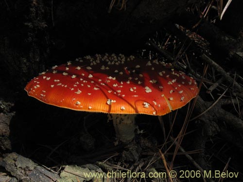 Amanita muscaria的照片