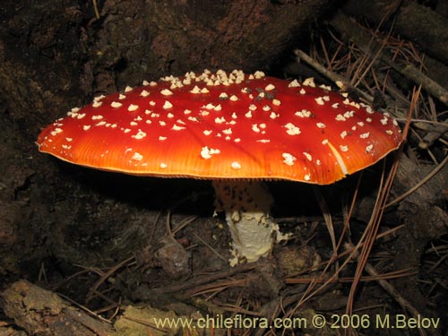 Image of Amanita muscaria (). Click to enlarge parts of image.