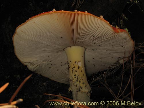 Bild von Amanita muscaria (). Klicken Sie, um den Ausschnitt zu vergrössern.