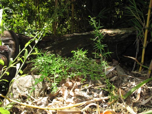 Imágen de Planta no identificada sp. #2364 (). Haga un clic para aumentar parte de imágen.