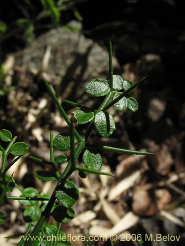 未確認の植物種 sp. #2364の写真