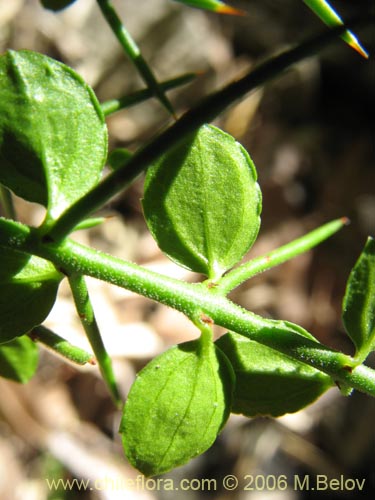 Imágen de Planta no identificada sp. #2364 (). Haga un clic para aumentar parte de imágen.