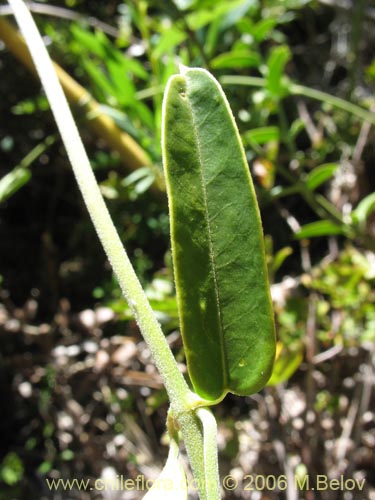 Фотография Diplolepsis menziesii (Voqui amarillo / Voquicillo). Щелкните, чтобы увеличить вырез.