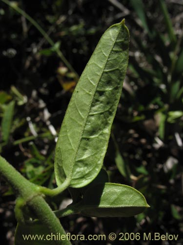 Фотография Diplolepsis menziesii (Voqui amarillo / Voquicillo). Щелкните, чтобы увеличить вырез.