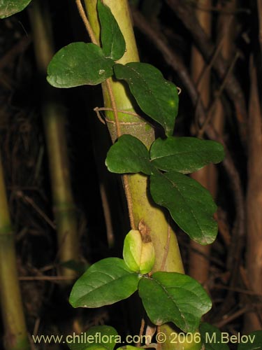 Bild von Boquila trifoliolata (Voqui blanco / Pilpilvoqui). Klicken Sie, um den Ausschnitt zu vergrössern.