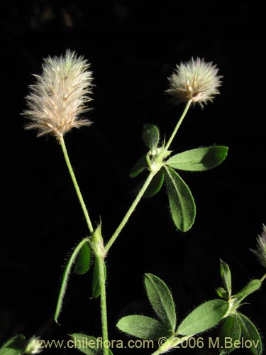 Imágen de Trifolium sp. #1575 (). Haga un clic para aumentar parte de imágen.