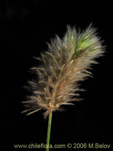 Trifolium sp.   #1575の写真