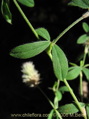 Imágen de Trifolium sp. #1575 (). Haga un clic para aumentar parte de imágen.