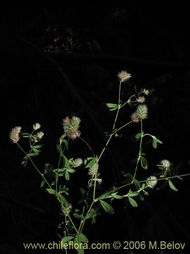 Image of Trifolium sp. #1575 (). Click to enlarge parts of image.