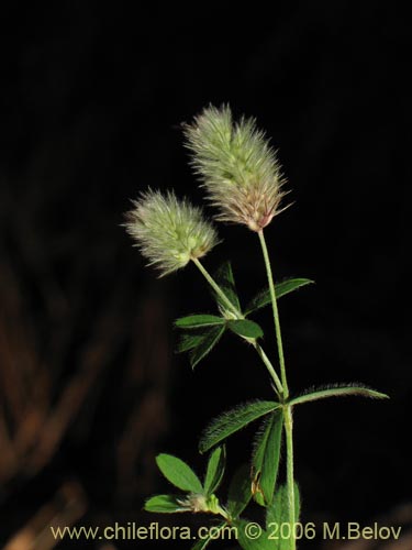 Image of Trifolium sp.   #1575 (). Click to enlarge parts of image.