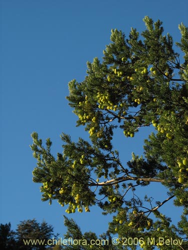 Image of Prumnopitys andina (Lleuque / Uva de cordillera). Click to enlarge parts of image.