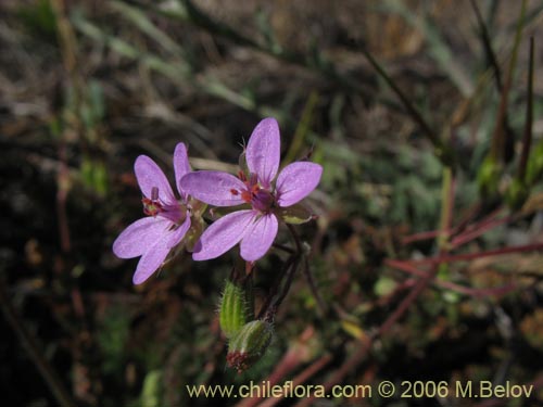 Imágen de Erodium ciculatrium (Alfilerillo / Tachuela). Haga un clic para aumentar parte de imágen.