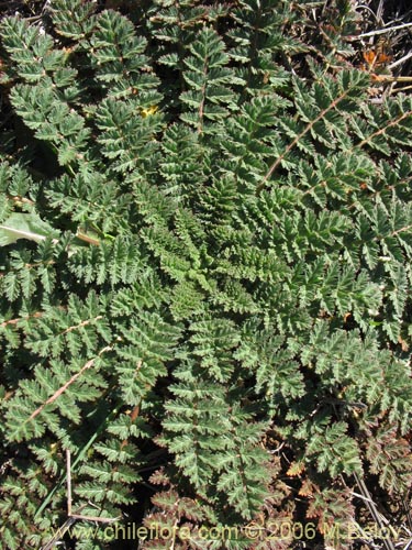 Bild von Erodium ciculatrium (Alfilerillo / Tachuela). Klicken Sie, um den Ausschnitt zu vergrössern.