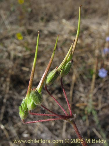 Bild von Erodium ciculatrium (Alfilerillo / Tachuela). Klicken Sie, um den Ausschnitt zu vergrössern.