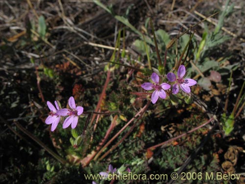 Bild von Erodium ciculatrium (Alfilerillo / Tachuela). Klicken Sie, um den Ausschnitt zu vergrössern.