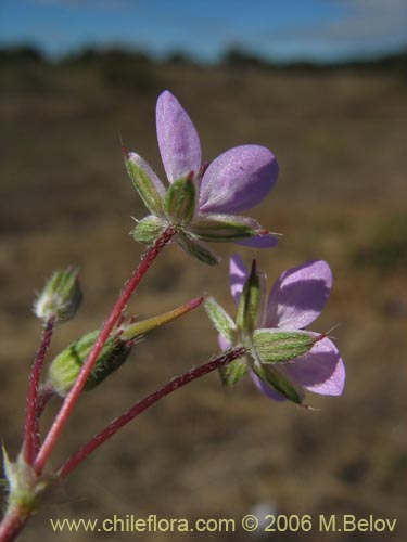 Bild von Erodium ciculatrium (Alfilerillo / Tachuela). Klicken Sie, um den Ausschnitt zu vergrössern.