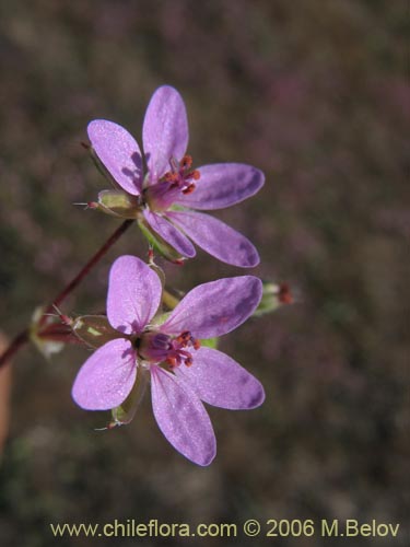 Image of Erodium ciculatrium (Alfilerillo / Tachuela). Click to enlarge parts of image.