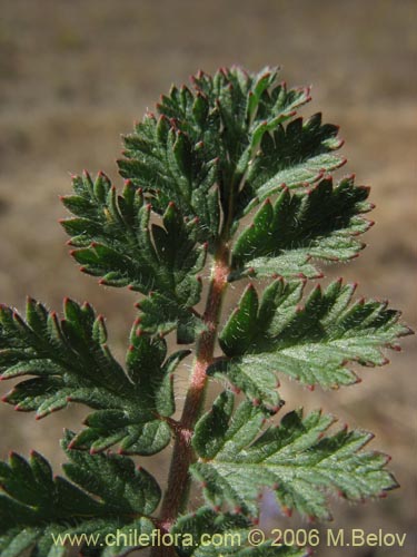 Image of Erodium ciculatrium (Alfilerillo / Tachuela). Click to enlarge parts of image.