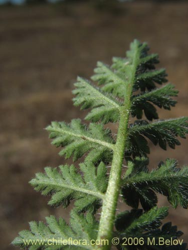 Imágen de Erodium ciculatrium (Alfilerillo / Tachuela). Haga un clic para aumentar parte de imágen.