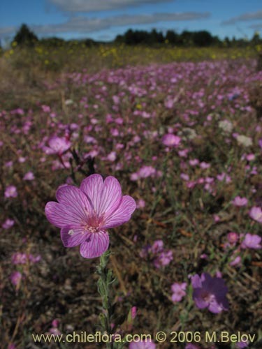 Imágen de Epilobium sp. #0384 (). Haga un clic para aumentar parte de imágen.