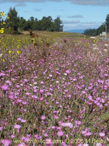 Epilobium sp. #0384의 사진