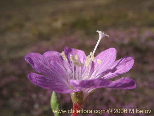 Image of Epilobium sp. #0384 (). Click to enlarge parts of image.