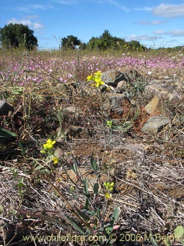 Imágen de Planta no identificada sp. #3034 (). Haga un clic para aumentar parte de imágen.