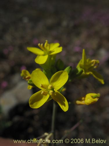 Imágen de Planta no identificada sp. #3034 (). Haga un clic para aumentar parte de imágen.